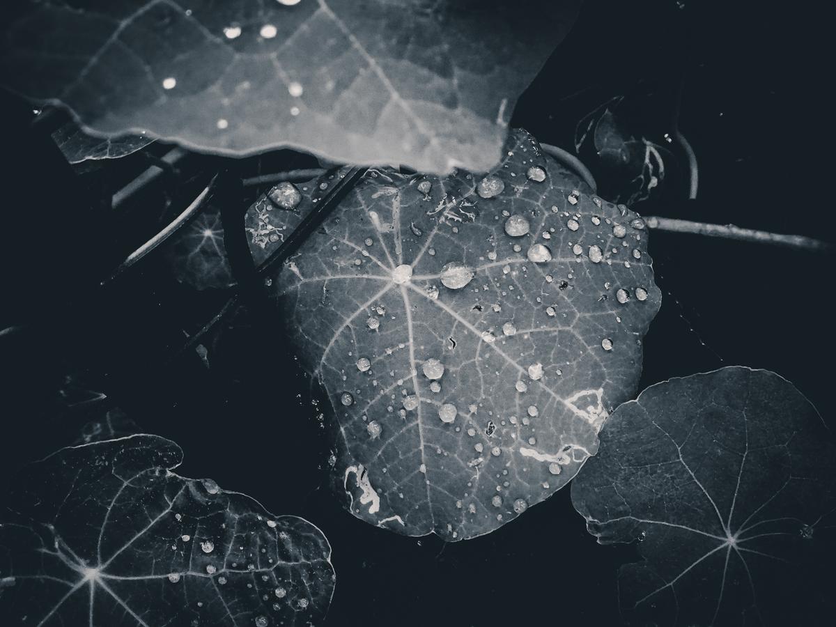 tear drops on the leaf